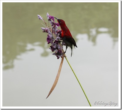 Bird sipping nectar from flowers