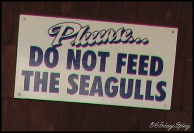 Please do not feed the seagulls sign