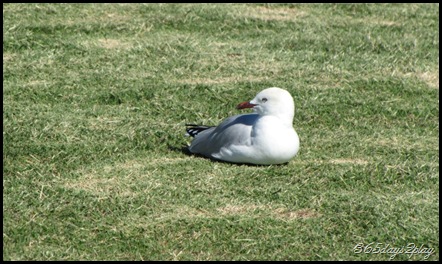 Seagull basking in the sun