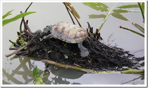 Shy tortoise basks on roots