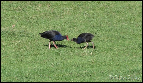 2 Pukekos