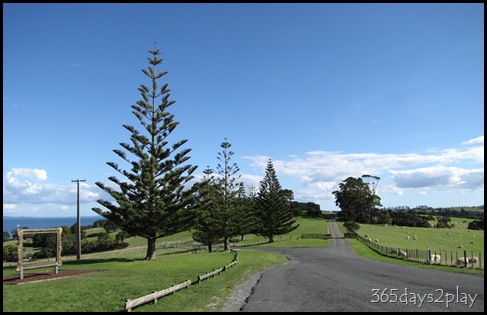 Shakespear Park - Pretty Trees