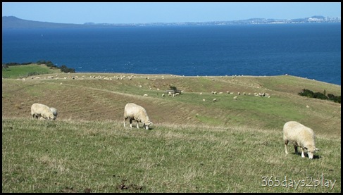 Shakespear Park - Sheep Grazing (2)