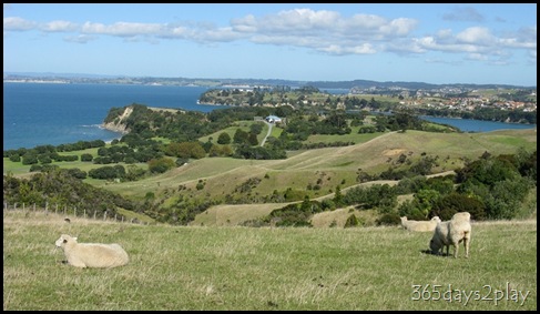 Shakespear Park - Sheep Grazing (3)