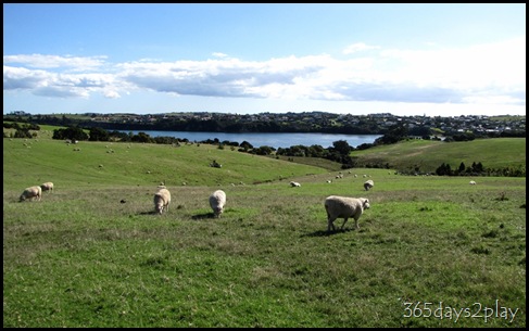 Shakespear Park - Sheep Grazing