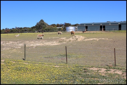 Lavendale Farmland