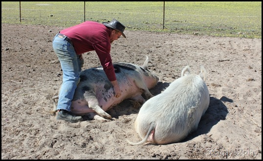 Lavendale - Pigs