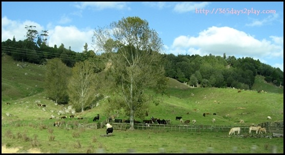 New Zealand North Island Countryside (3)