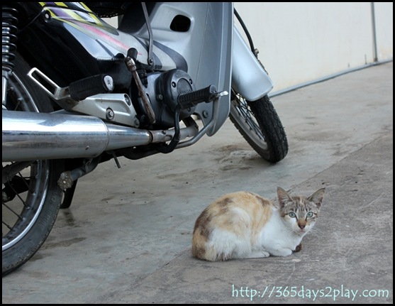 Biker Kitty