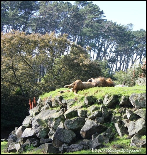 Auckland Zoo (15)