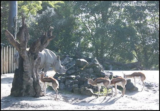 Auckland Zoo (16)