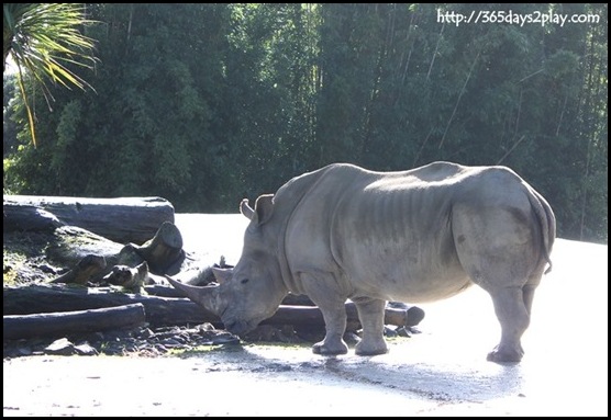 Auckland Zoo (17)