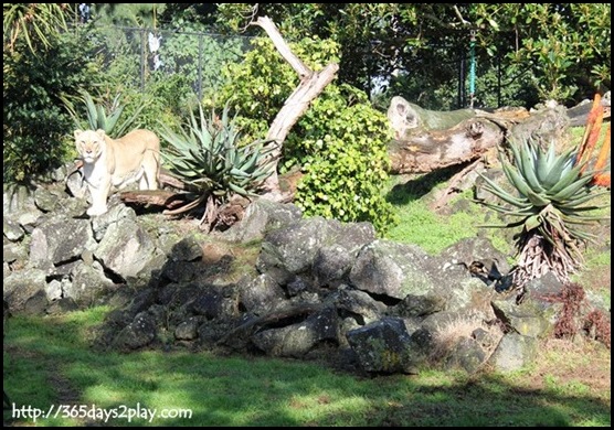 Auckland Zoo (19)