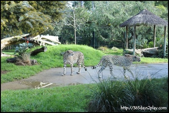 Auckland Zoo (26)