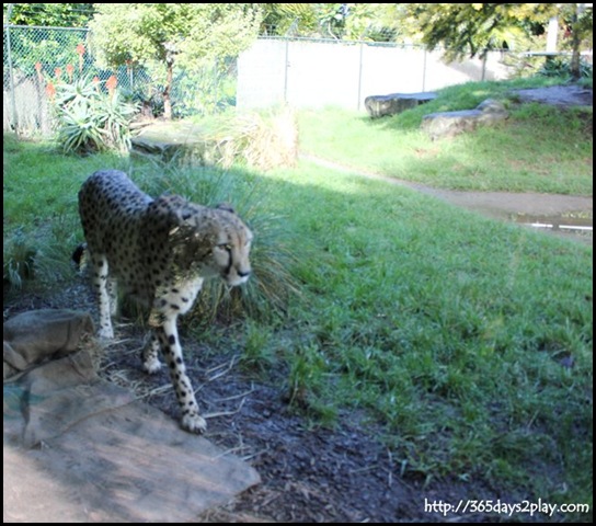 Auckland Zoo (27)