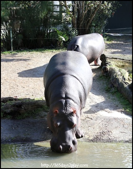 Auckland Zoo (29)