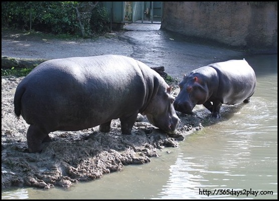 Auckland Zoo (32)