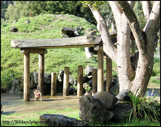 Auckland Zoo (33)