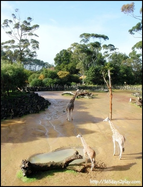 Auckland Zoo (3)