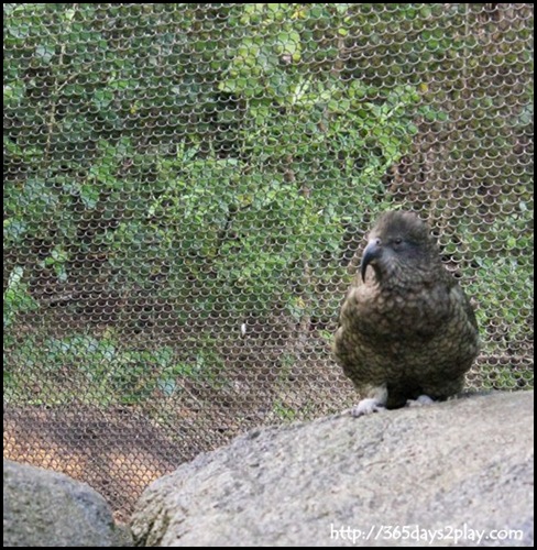 Auckland Zoo (43)