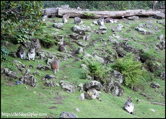 Auckland Zoo (76)