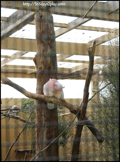 Auckland Zoo (88)