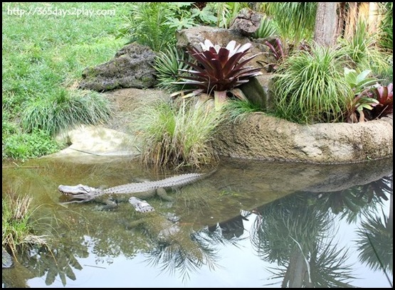 Auckland Zoo (89)