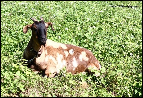 Bulau Bulau Aboriginal Village (6)