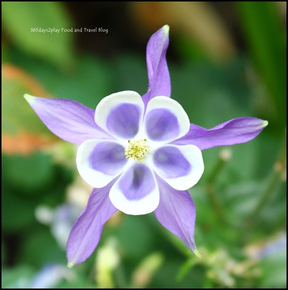 Gardens by the Bay Flower Dome (2)