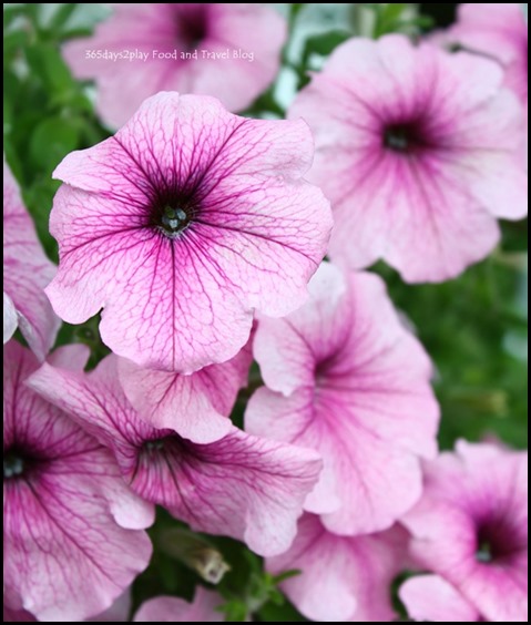 Gardens by the Bay Flower Dome (3)