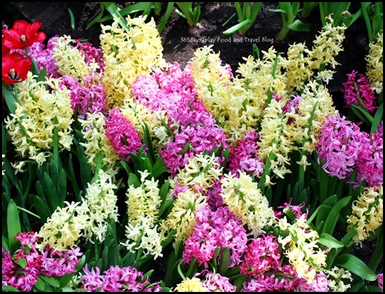 Gardens by the Bay Flower Dome Hyacinths (2)