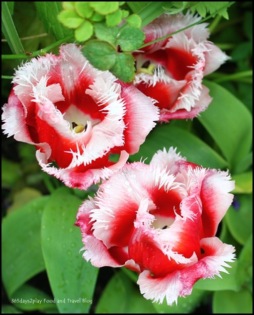 Gardens by the Bay Flower Dome Tulips (10)