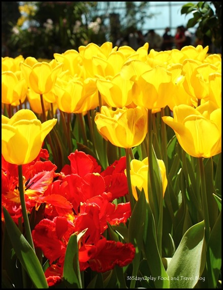 Gardens by the Bay Flower Dome Tulips (12)