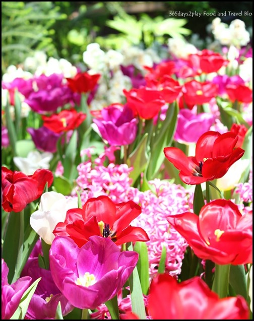 Gardens by the Bay Flower Dome Tulips (13)