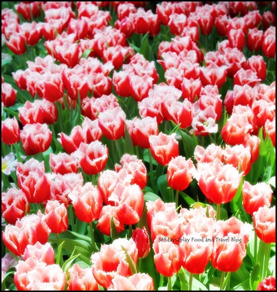 Gardens by the Bay Flower Dome Tulips (15)