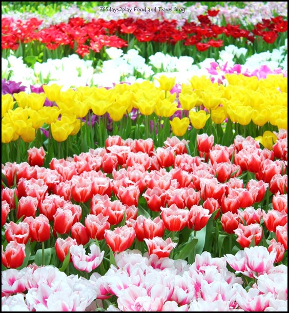 Gardens by the Bay Flower Dome Tulips (24)