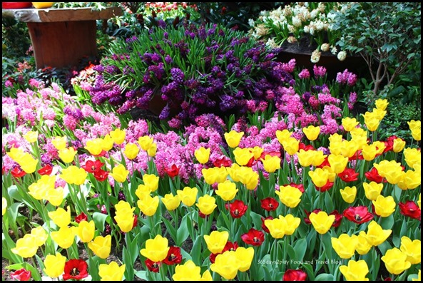 Gardens by the Bay Flower Dome Tulips (31)