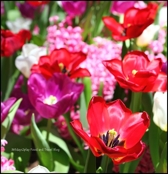 Gardens by the Bay Flower Dome Tulips (7)