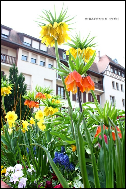 Obernai in Alsace France (14)