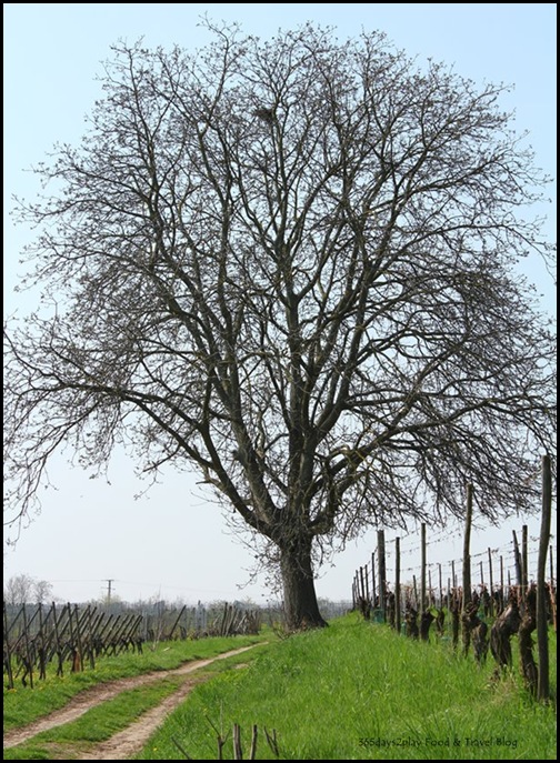 Cycling around Chateau d'Isenbourg (11)