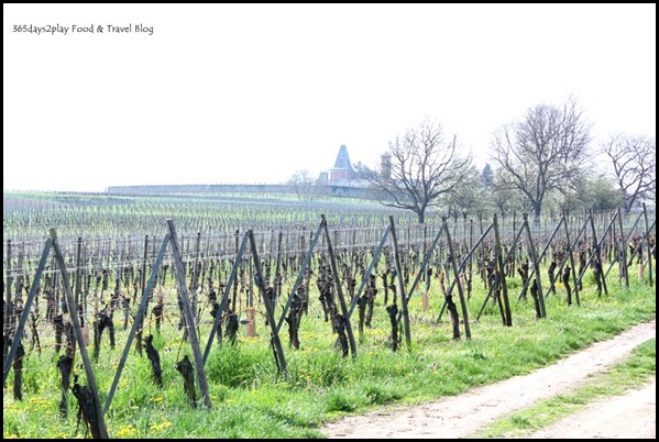 Cycling around Chateau d'Isenbourg (12)