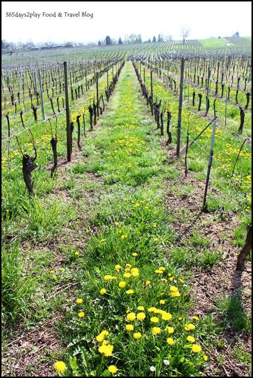 Cycling around Chateau d'Isenbourg (18)