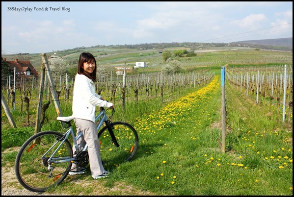 Cycling around Chateau d'Isenbourg (2)