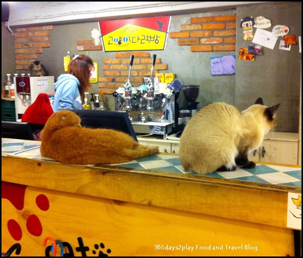 Cat's Attic Cafe (15)