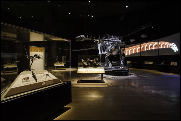 Apatosaurus at Ancient Fossils, New Discoveries gallery (American Museum of Natural History)