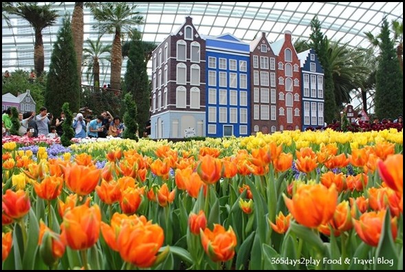 Tulip Mania 2014 (23)