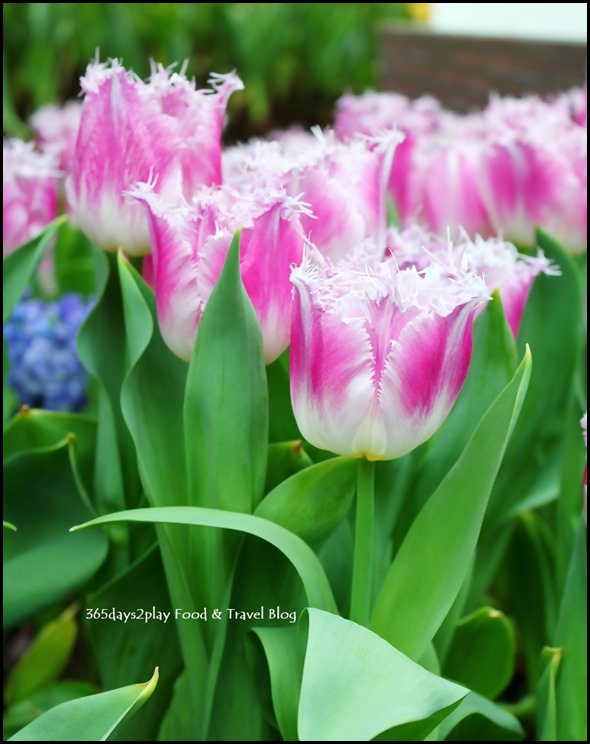 Tulip Mania 2014 (24)