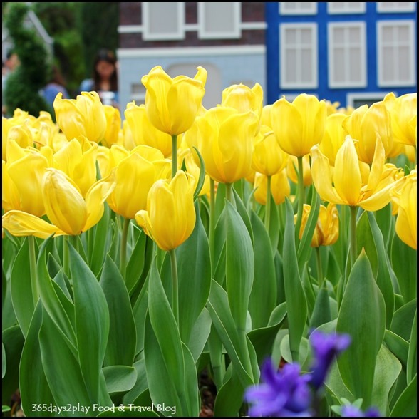 Tulip Mania 2014 (28)