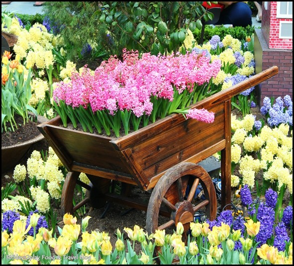 Tulip Mania 2014 (6)