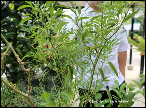 Portico Vegetable Garden (7)